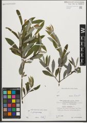 Foto von Salix purpurea L.